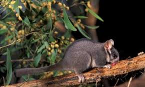 Gymnobelideus leadbeateri