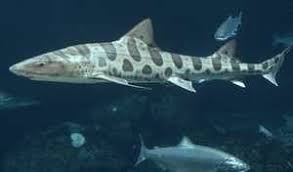 Tiburón enfermera gris