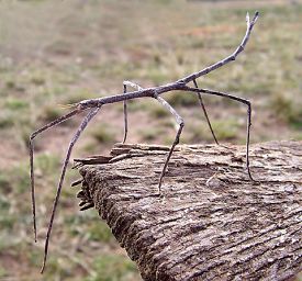 El insecto palo de australia