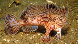 pez mano de australia