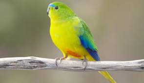 Loro de vientre naranja