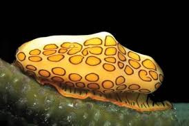 El caracol de la lengua llameante