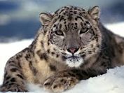 El Leopardo de Amur