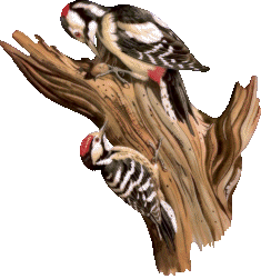 Gifs-animados-de-aves-pajaros-variados (61)_thumb