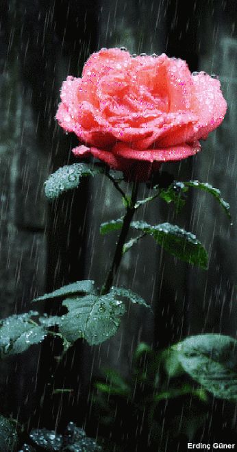 ▷ gif rosas cayendo lluvia