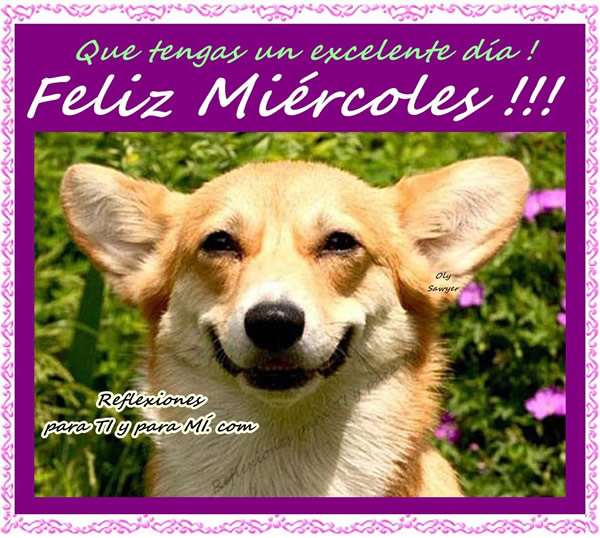 ▷ Imagenes chistosas de miercoles