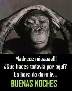 ▷ Imágenes chistosas para decir buenas noches