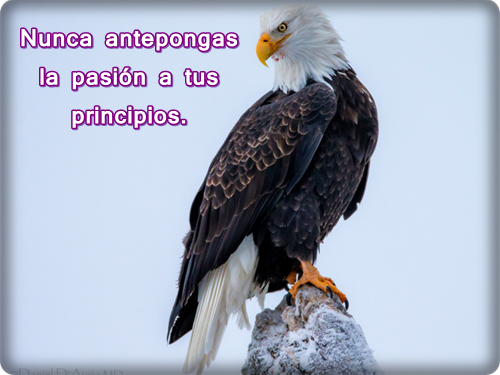 imagenes de aguila con frases de reflexion para facebook