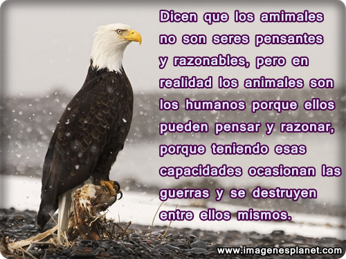 ▷ Imágenes de águilas con frases de reflexión