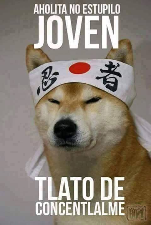 12895536_468921369985713_1910109583_n