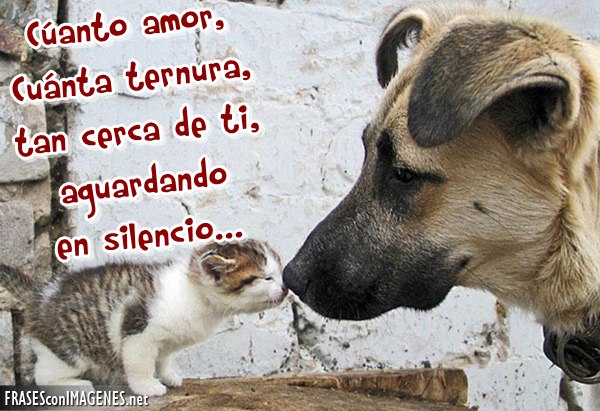 ▷ Imágenes de amor a los animales