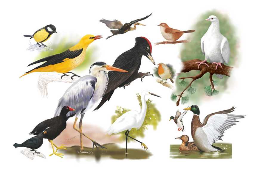 ▷ Imágenes de animales aereos