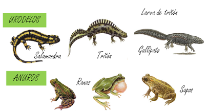 Imágenes de animales anfibios para descargar