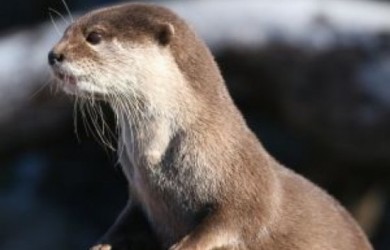 la-nutria-animales carnívoros