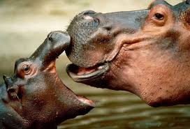 animales carnívoros 5