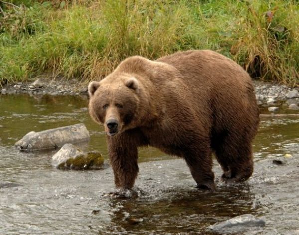 animales-carnivoros 1