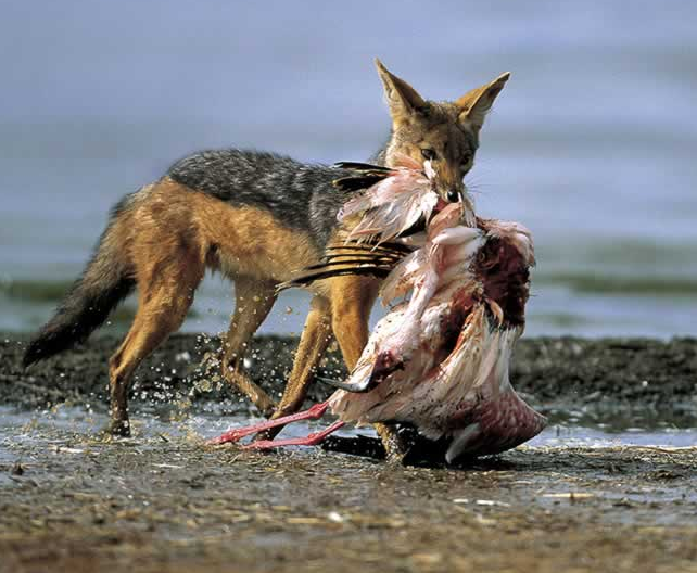 Chacal_animales carnívoros