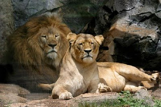 ▷ Imágenes de animales carnívoros