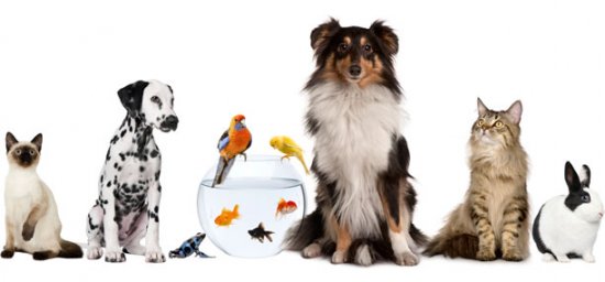 Imágenes de animales caseros para descargar