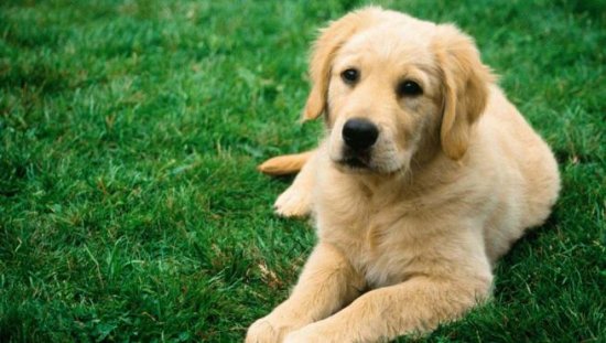 Imágenes de animales caseros para descargar