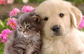 Imágenes de animales caseros para descargar