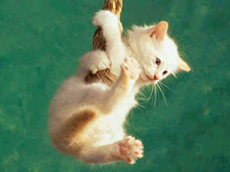 Imágenes de animales caseros para descargar