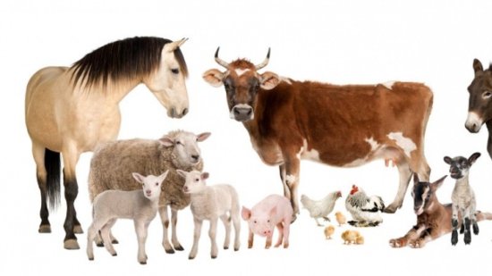 Imágenes de animales caseros para descargar y compartir