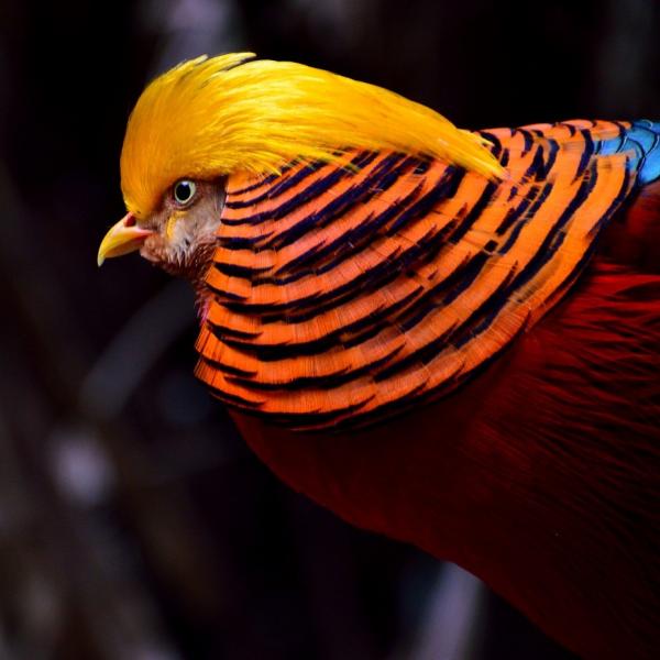 img_los_animales_mas_exoticos_del_mundo_3774_600