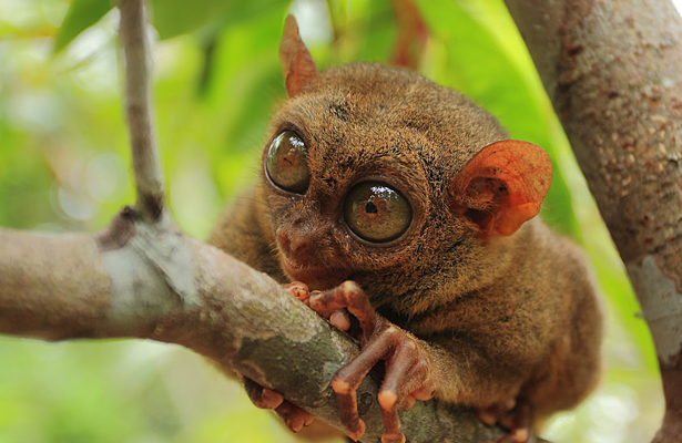 animal-cafe-singapur-001