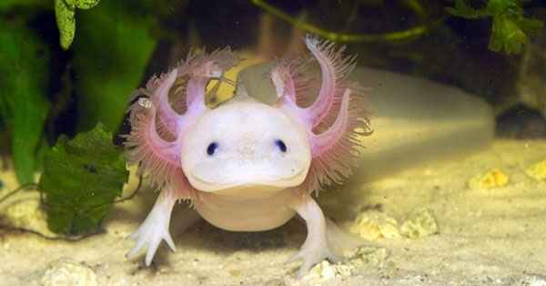 animales-exoticos-peligro-de-extincion