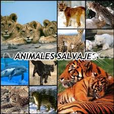 animales-salvajes 2