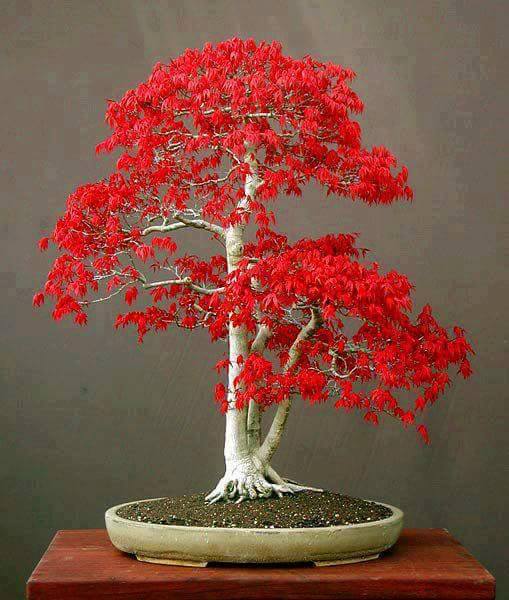 ▷ Imágenes de bonsai