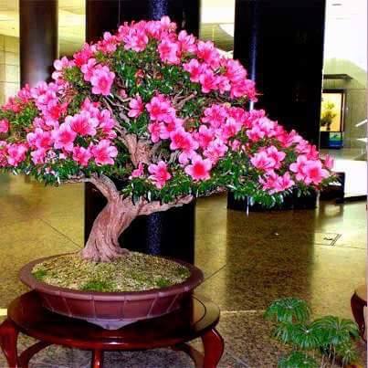 1929441_1131808316881809_7489389921829056019_n