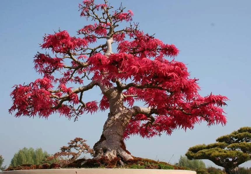 10268710_1131807890215185_92487412109238237_n