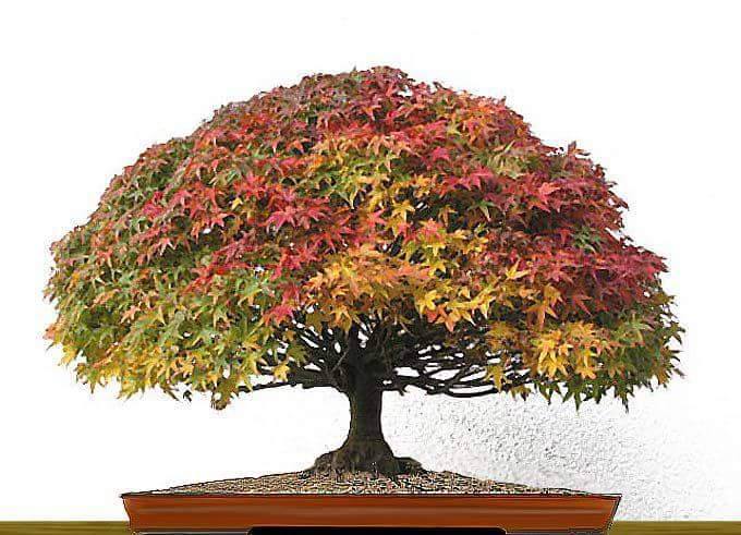 10378935_1131807950215179_3166144787883455104_n