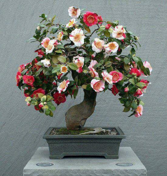 12063840_1131808226881818_3185488076155083926_n