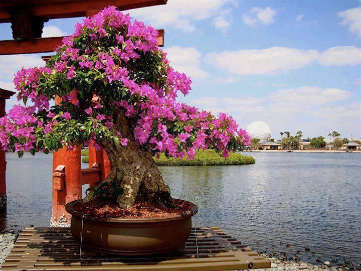 ▷ Imágenes de bonsai