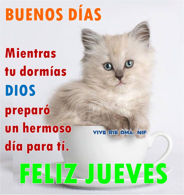 Gatito blanco en una taza con frases cristianas