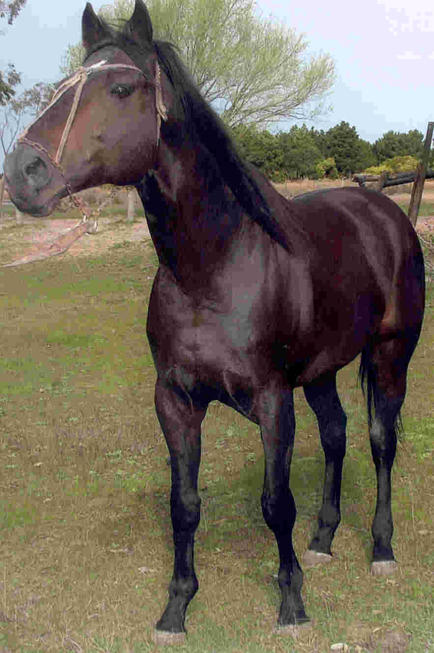 Caballos-De-Carreras-En-Venta-2