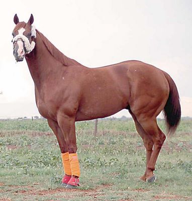 Imagenes-De-Caballos-Finos-2