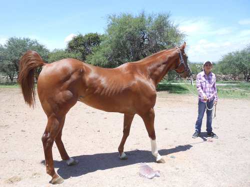 Vendo-Caballo-Cuarto-De-Milla-Lijero-De-Carreras-20140625014703