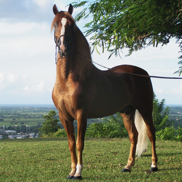 ▷ Imágenes de caballo para carreras
