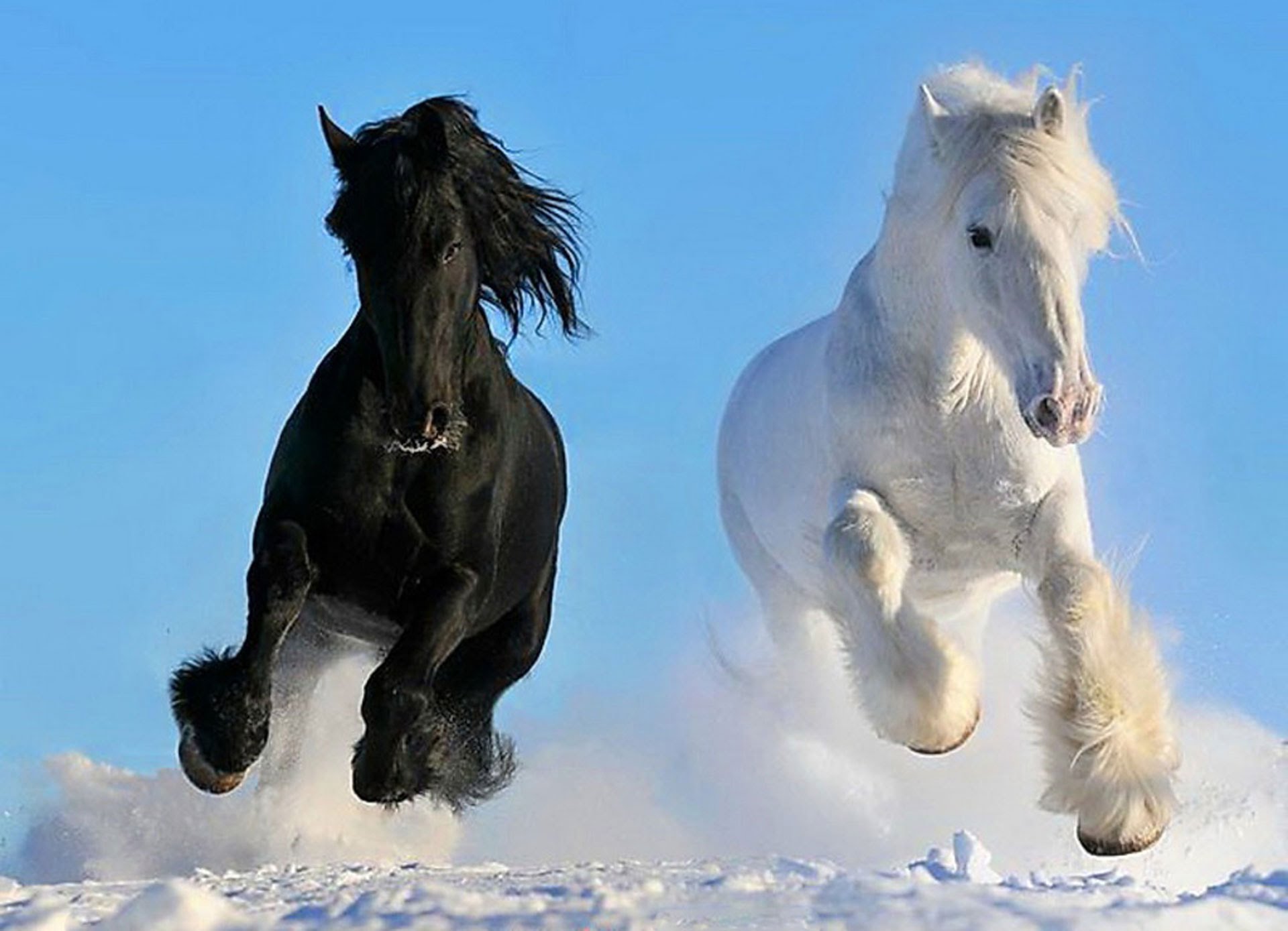 ▷ Imágenes de caballos