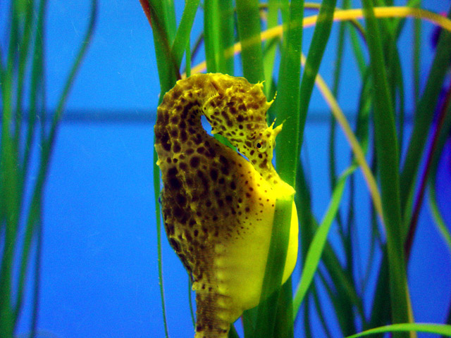 caballito-mar-embarazado