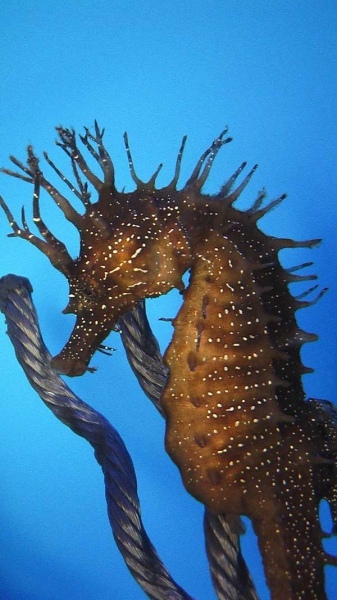 caballitos-de-mar-especies-en-peligro-de-extincion-4969