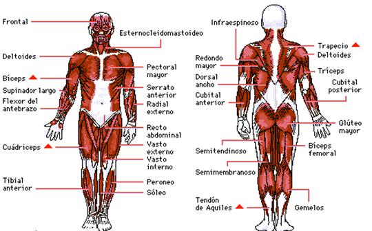 ▷ Imágenes de el cuerpo humano y sus partes