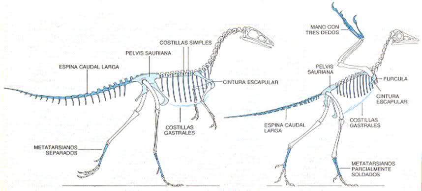 el esqueleto de un dinosaurio
