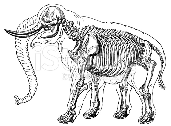 ▷ Imágenes de el esqueleto de un elefante