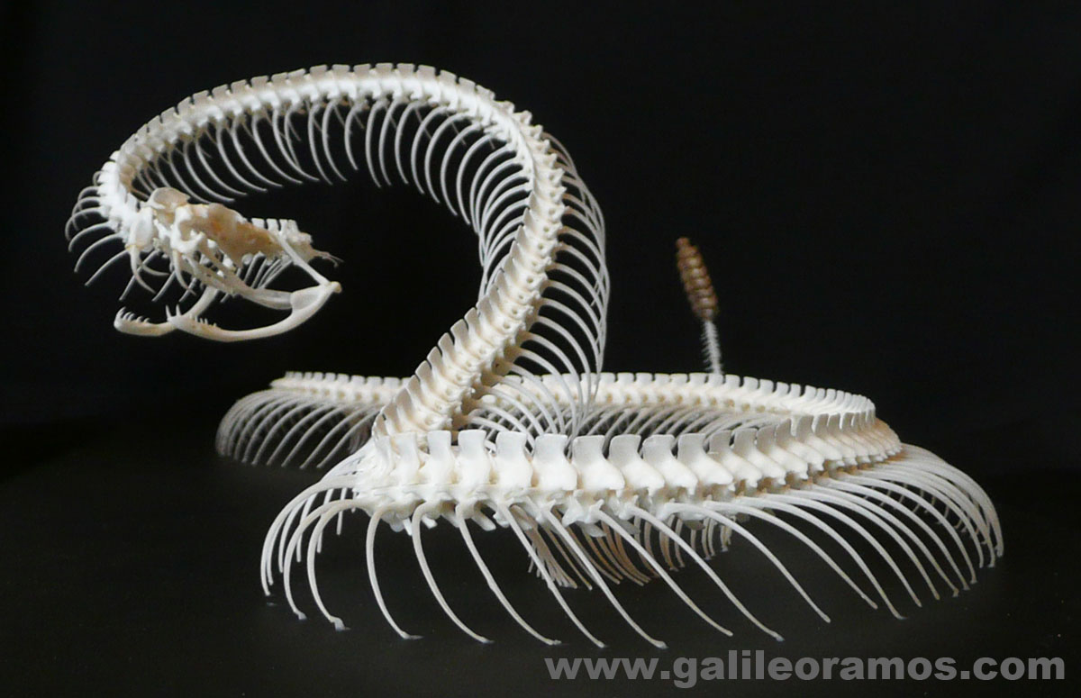 crotalus-viridis-23-prairie-rattlesnake-skeleton