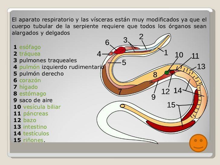 ▷ Imágenes de el esqueleto de una serpiente